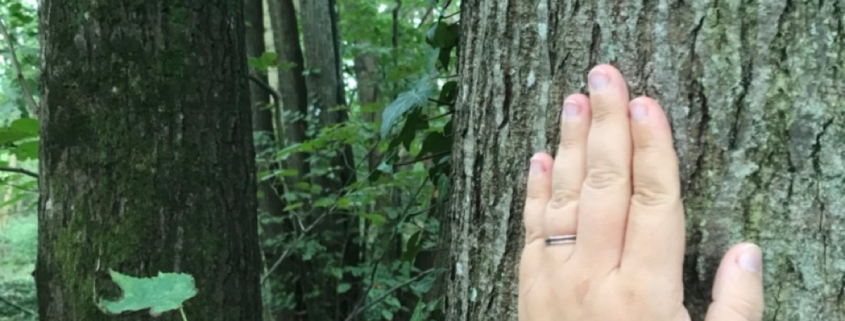 Retour à la nature en se connectant aux arbres