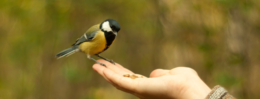 oiseau posé sur une main lui faisant confiance